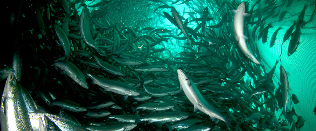 Lachs in Aquakultur in Norwegen © Erling Svensen / WWF