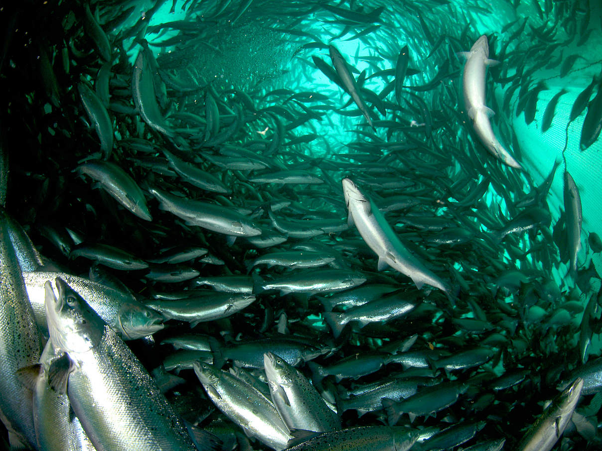 Lachs in Aquakultur in Norwegen © Erling Svensen / WWF