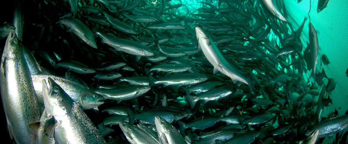 Lachs in Aquakultur in Norwegen © Erling Svensen / WWF