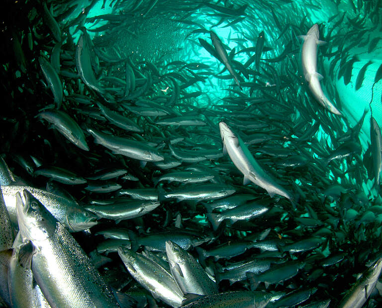 Lachs in Aquakultur in Norwegen © Erling Svensen / WWF