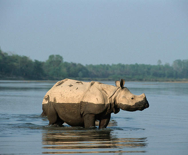 Panzernashorn im Chitwan Nationalpark, Nepal © Michel Gunther / WWF