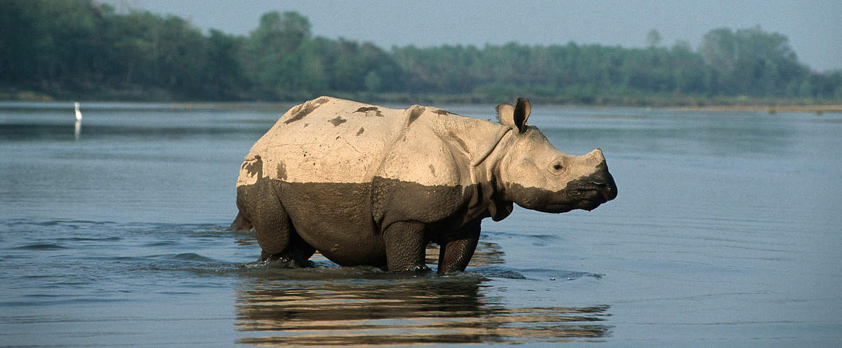 Panzernashorn im Chitwan Nationalpark, Nepal © Michel Gunther / WWF