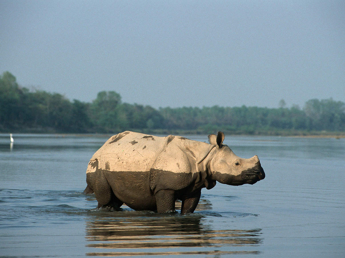 Panzernashorn im Chitwan Nationalpark, Nepal © Michel Gunther / WWF