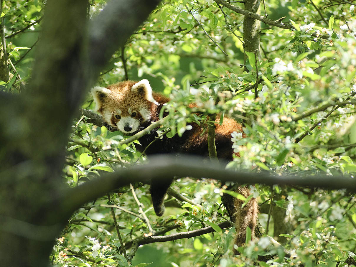 Roter Panda im Baum © iStock / Getty Images