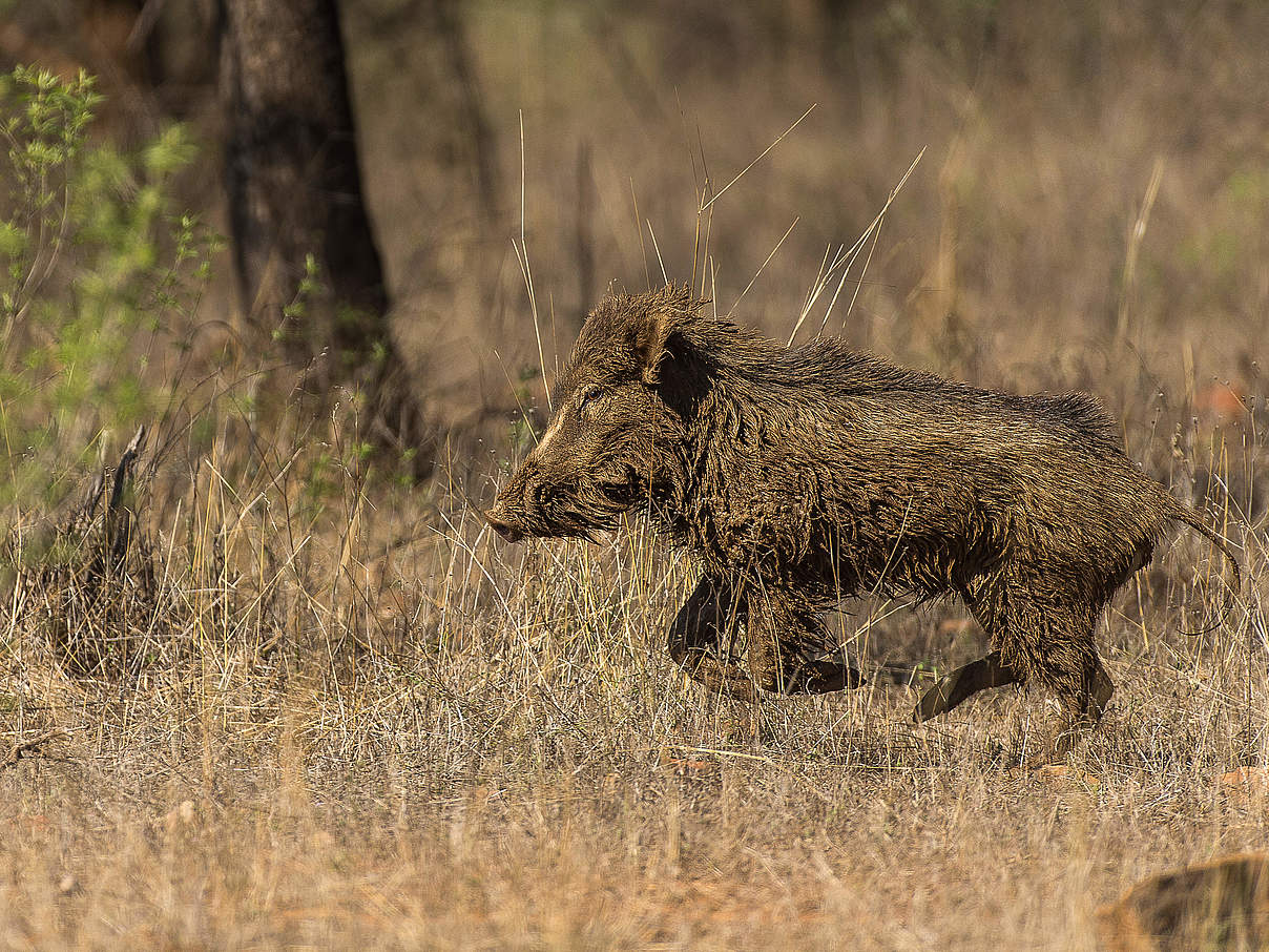 Wildschwein in Indien © Ola Jennersten / WWF-Sweden