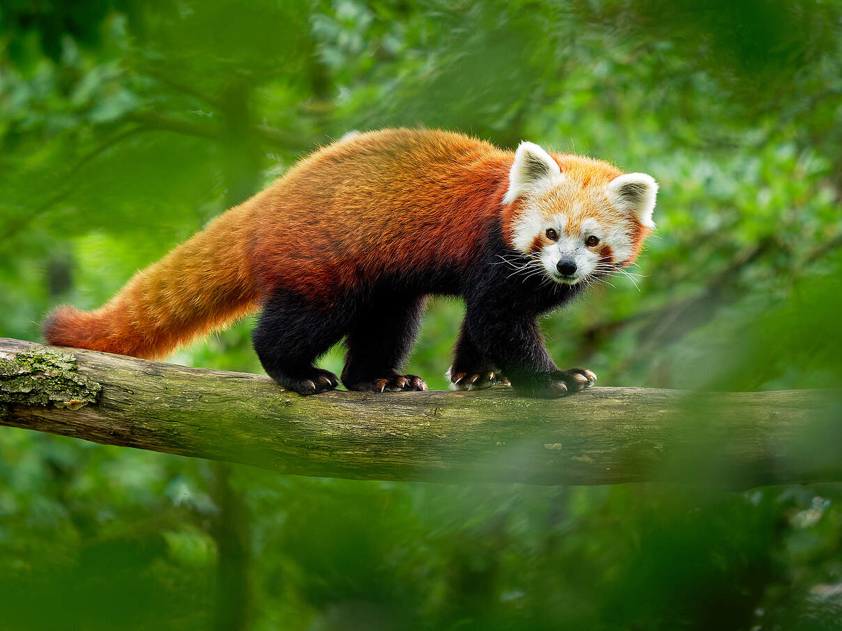 Roter Panda