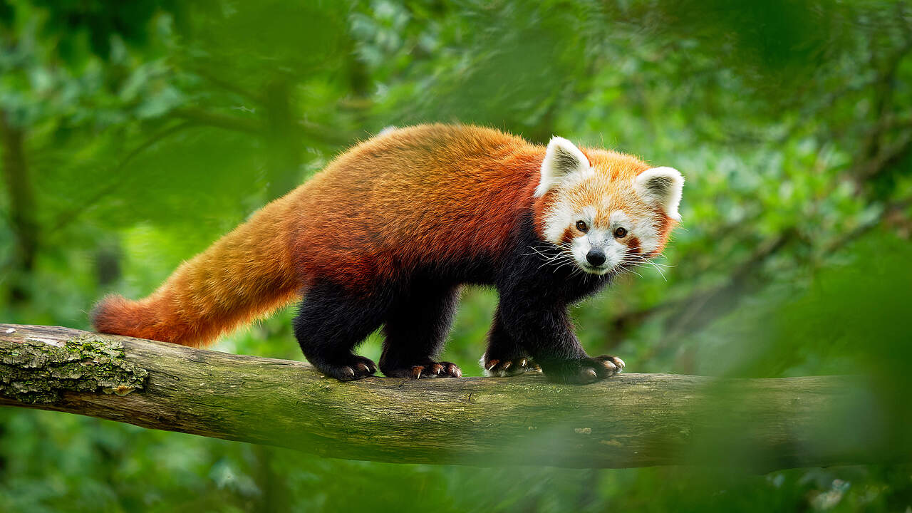 Roter Panda