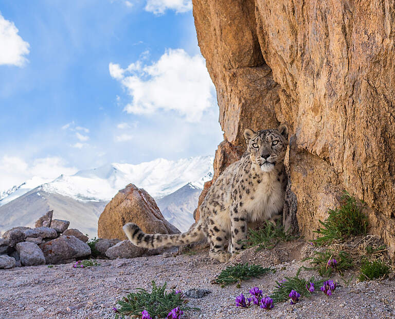 Schneeleopard (Panthera uncia) © Sascha Fonseca / WWF UK
