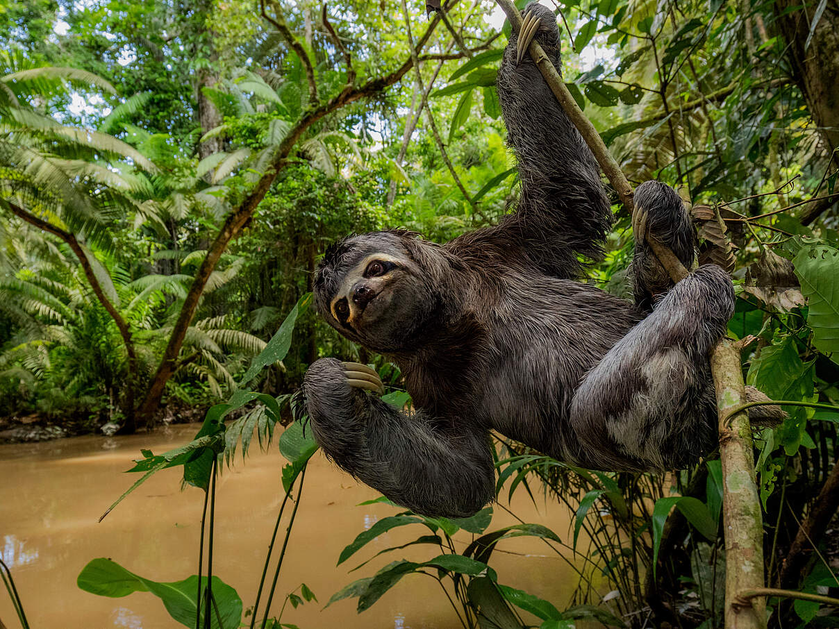 Braunkehl-Faultier hängt an einem Ast und blickt in die Kamera