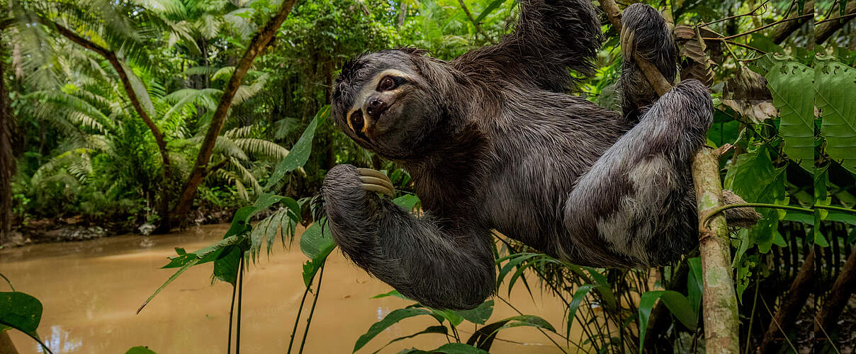 Braunkehl-Faultier hängt an einem Ast und blickt in die Kamera