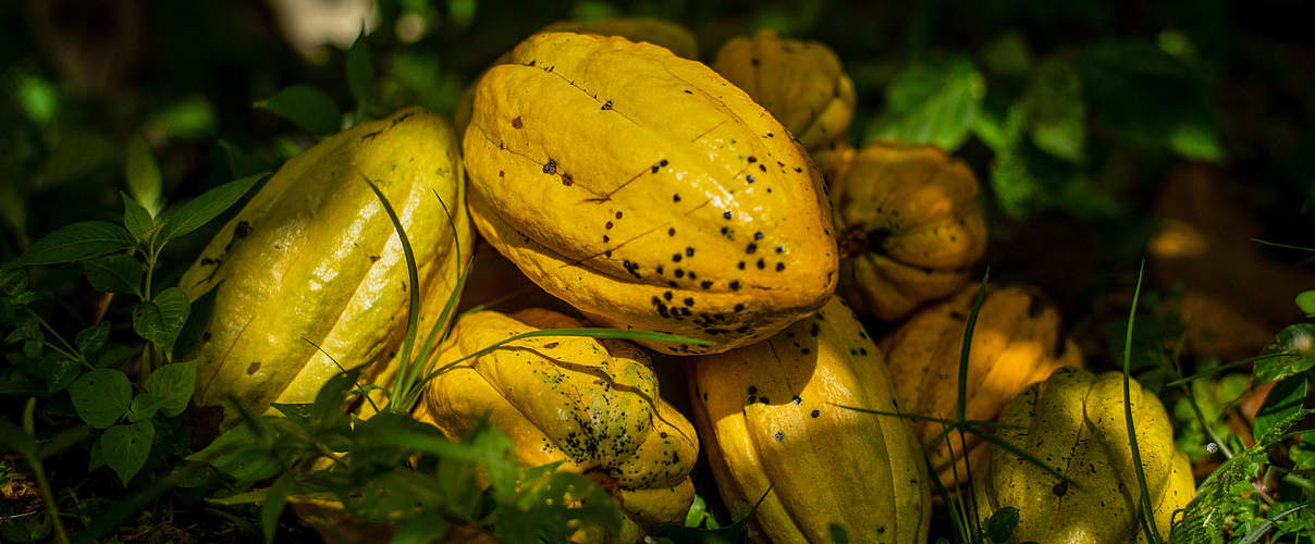 Kakao aus Ecuador © Gabriel Vanerio / WWF Ecuador