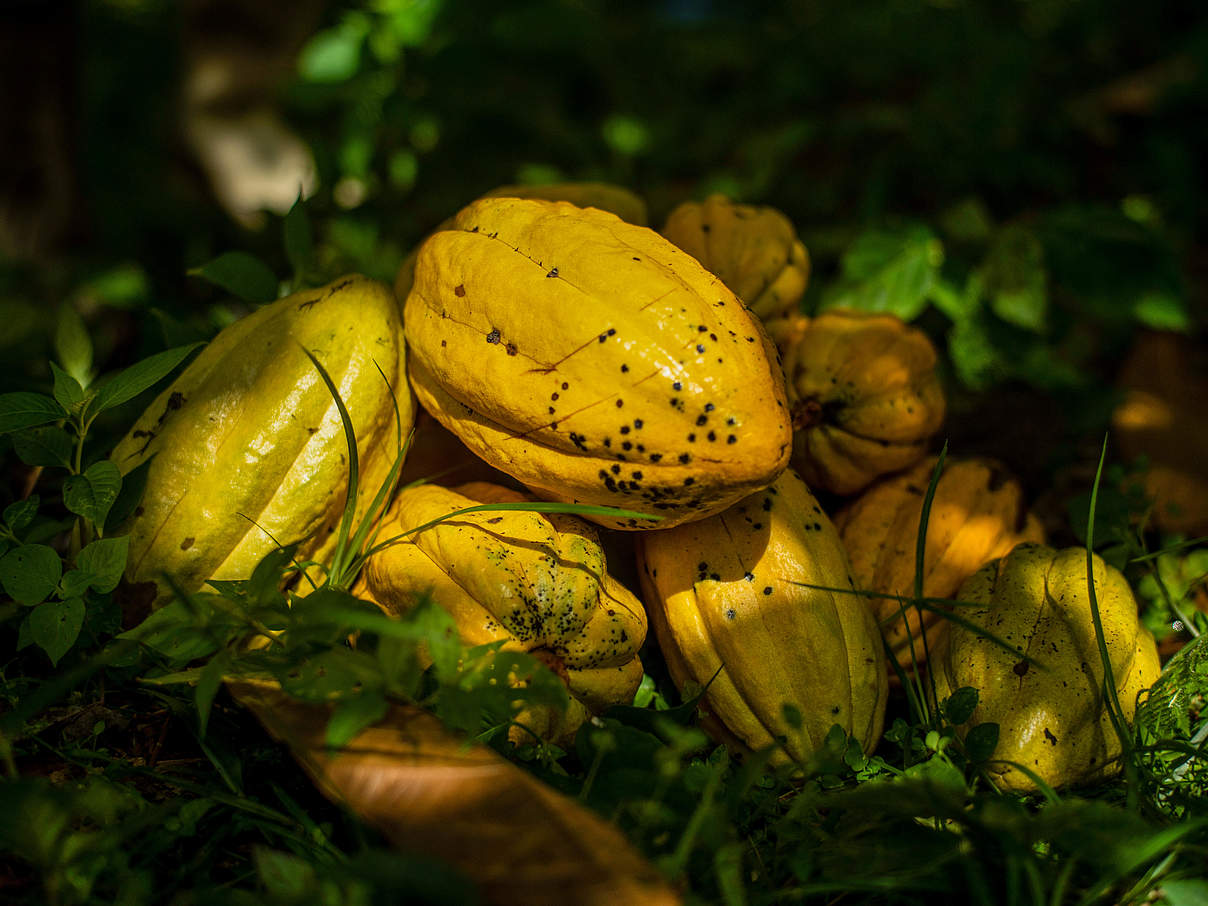 Kakao aus Ecuador © Gabriel Vanerio / WWF Ecuador