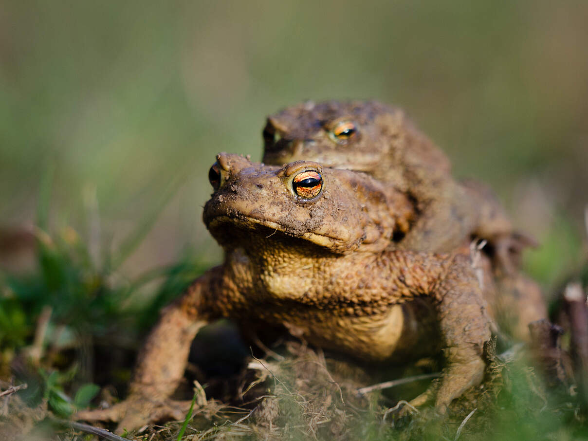 Erdkrötenweibchen trägt Männchen