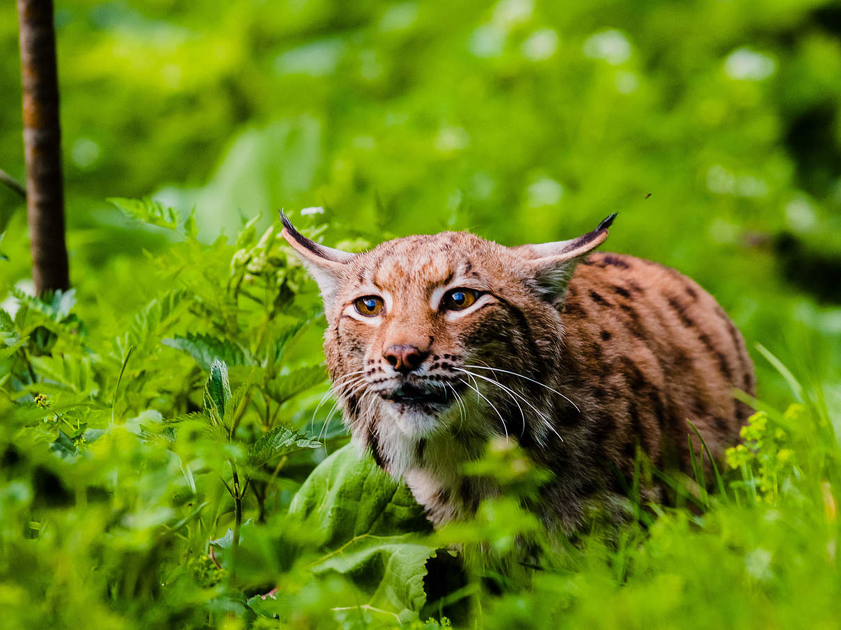 Lauernder Luchs © Tomas Hulik