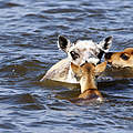 Rentierkuh versucht mit ihren Jungen, den Fluss zu durchqueren © Mikhail Bondar / WWF Russia