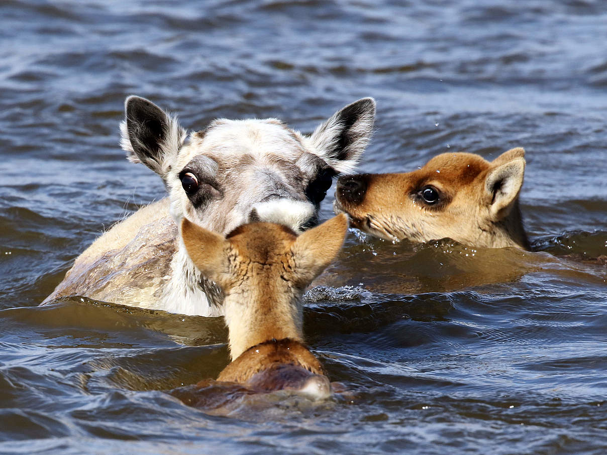 Rentierkuh versucht mit ihren Jungen, den Fluss zu durchqueren © Mikhail Bondar / WWF Russia