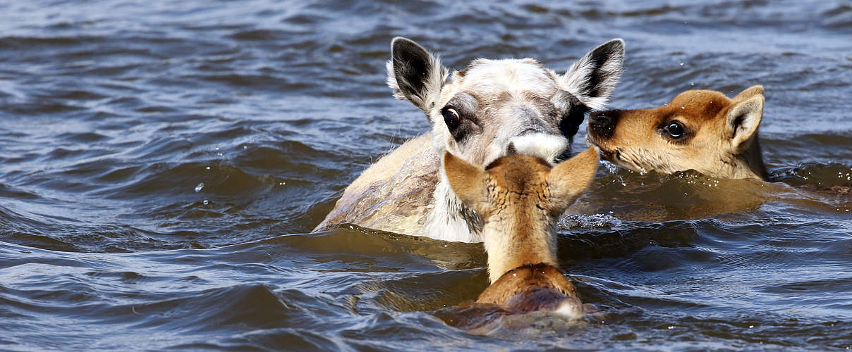 Rentierkuh versucht mit ihren Jungen, den Fluss zu durchqueren © Mikhail Bondar / WWF Russia