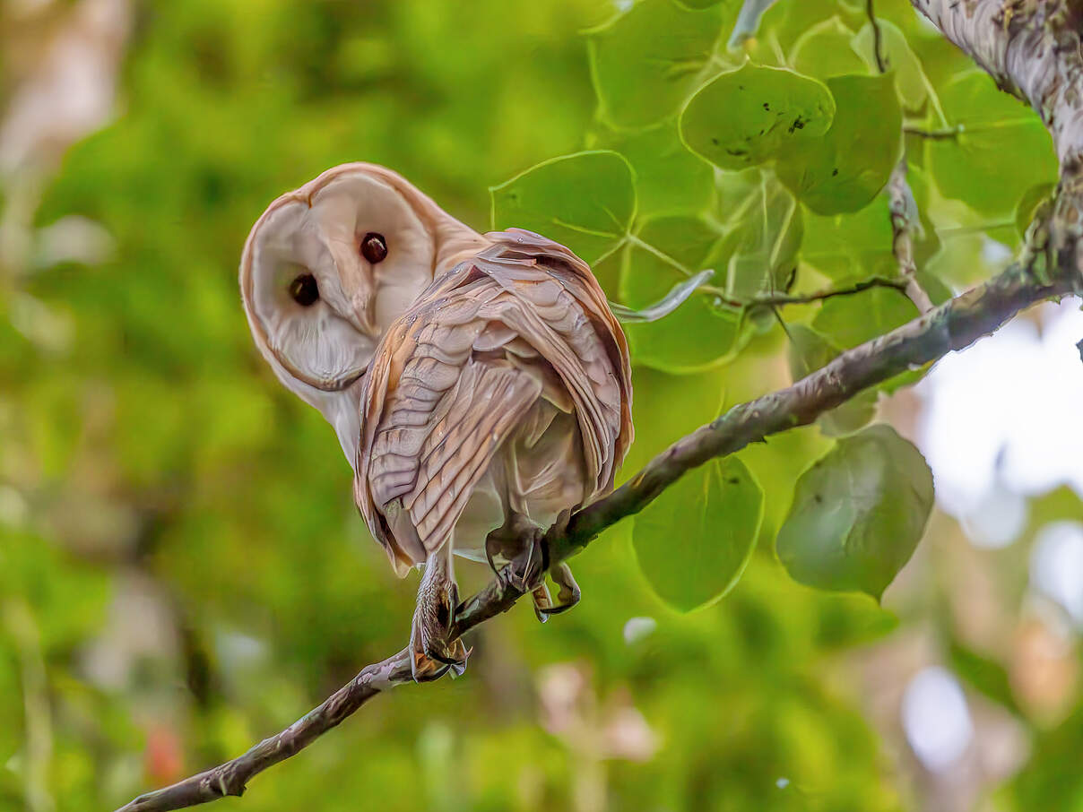 Junge Schleiereule sitzt auf einem Ast