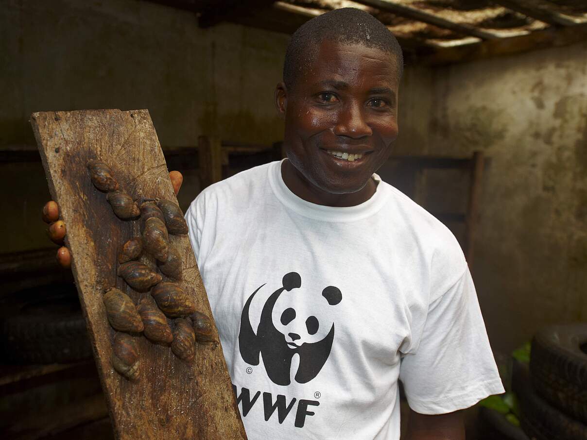 Schneckenzucht in Kamerun