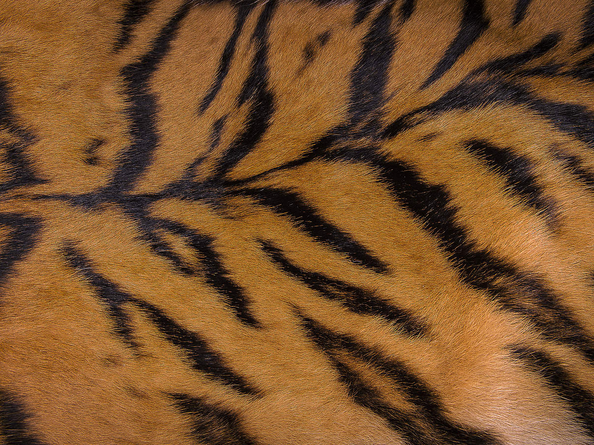 Tigerfell © Ola Jennersten / WWF-Sweden
