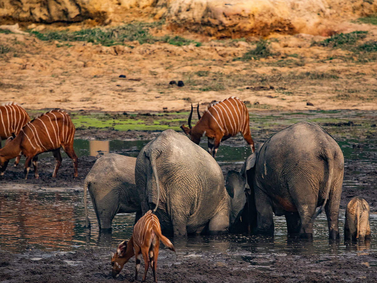 Waldelefanten in der Gruppe zusammen mit anderen Huftieren in Dzangha © WWF