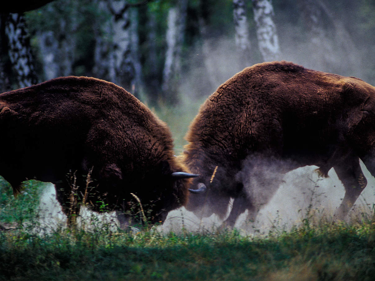 Kämpfende Wisent-Bullen © Tomas Hulik