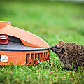 Mähroboter sind tödlich für Igel 