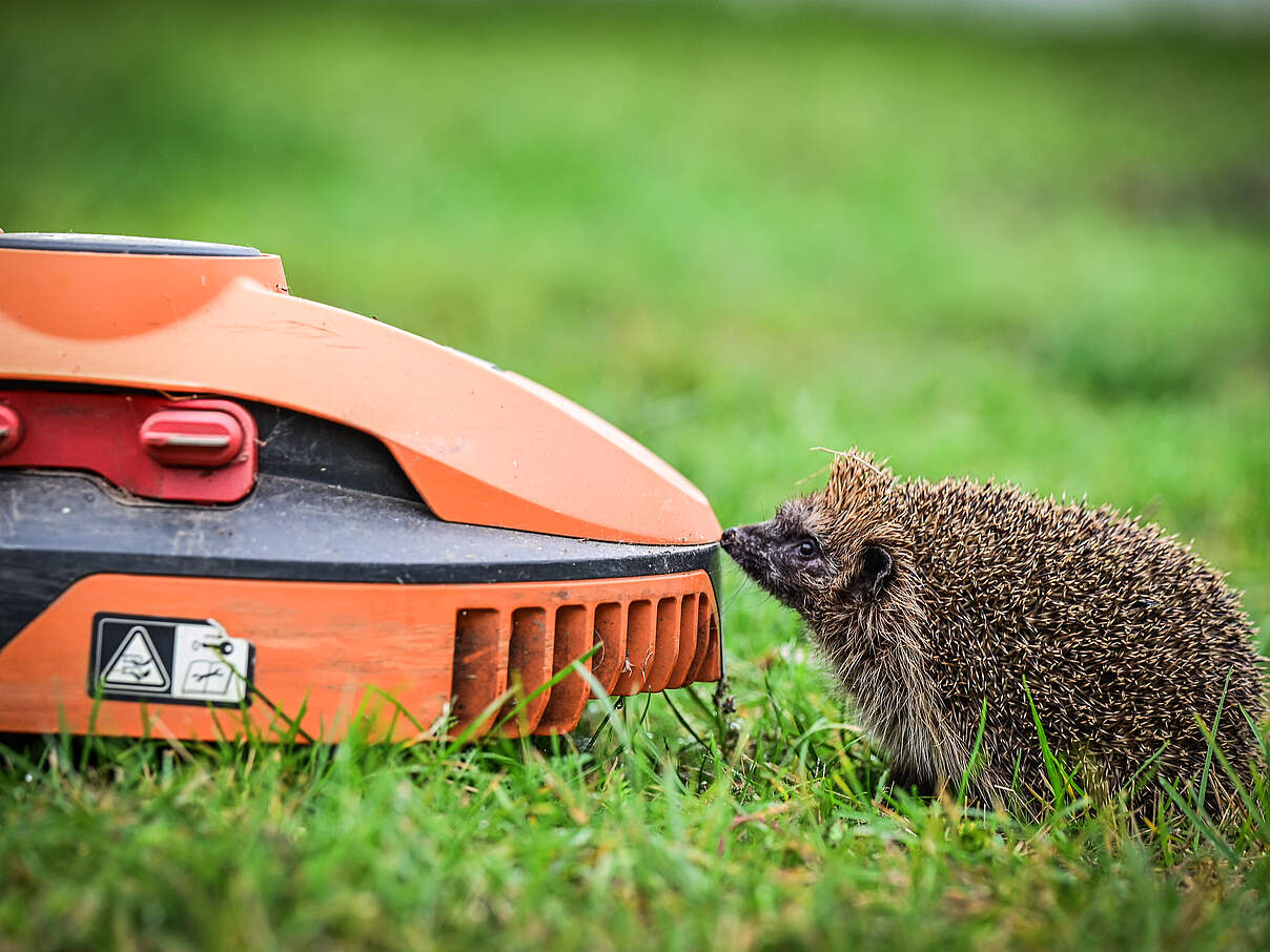 Mähroboter sind tödlich für Igel 
