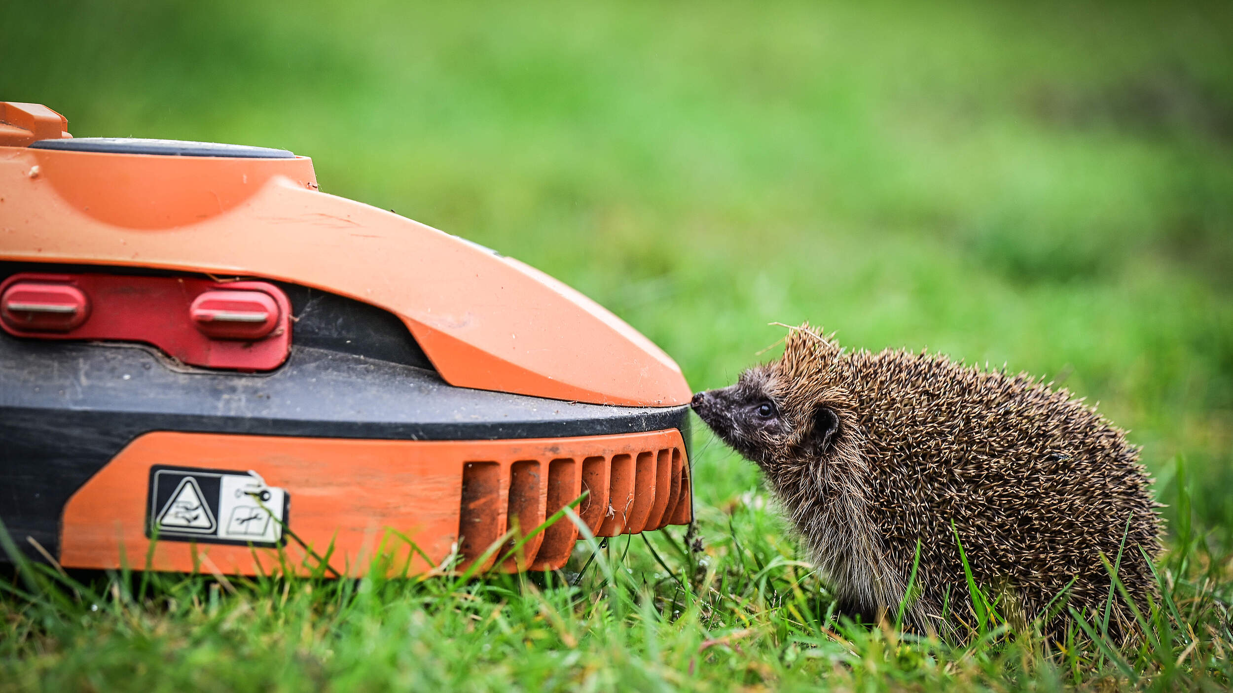 Mähroboter sind tödlich für Igel 