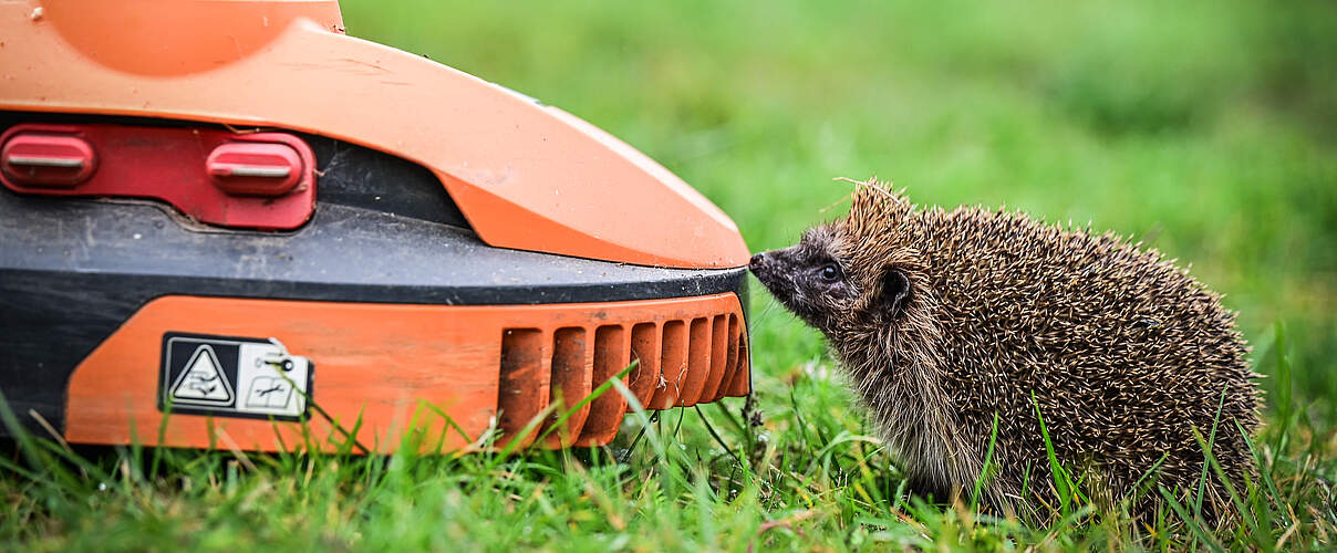 Mähroboter sind tödlich für Igel 
