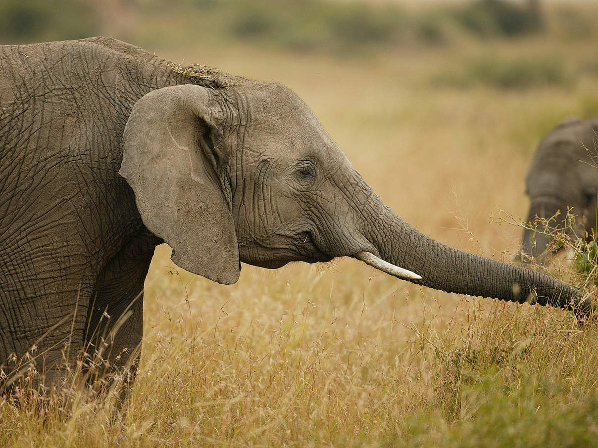 Elefant © Martin Harvey / WWF