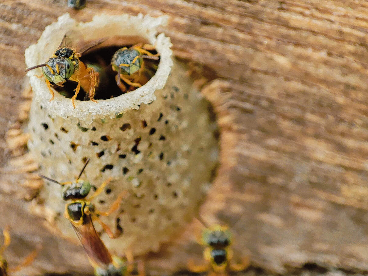 Engelsbienen Melipona Bienen © Carlos Davila / iStock GettyImages