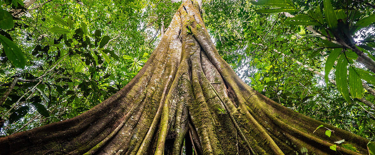 Blick in die Baumkronen im Waldgebiet der Farm von Senor Zapata, Gemeinde Calamar, Departement Guaviare, Kolumbien. @Luis Barreto / WWF