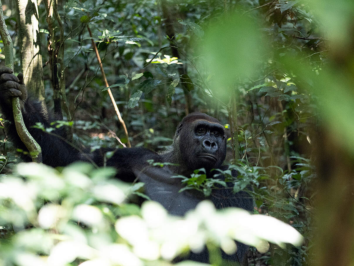 Limo in Dzanga-Sangha © Nuria Ortega / WWF