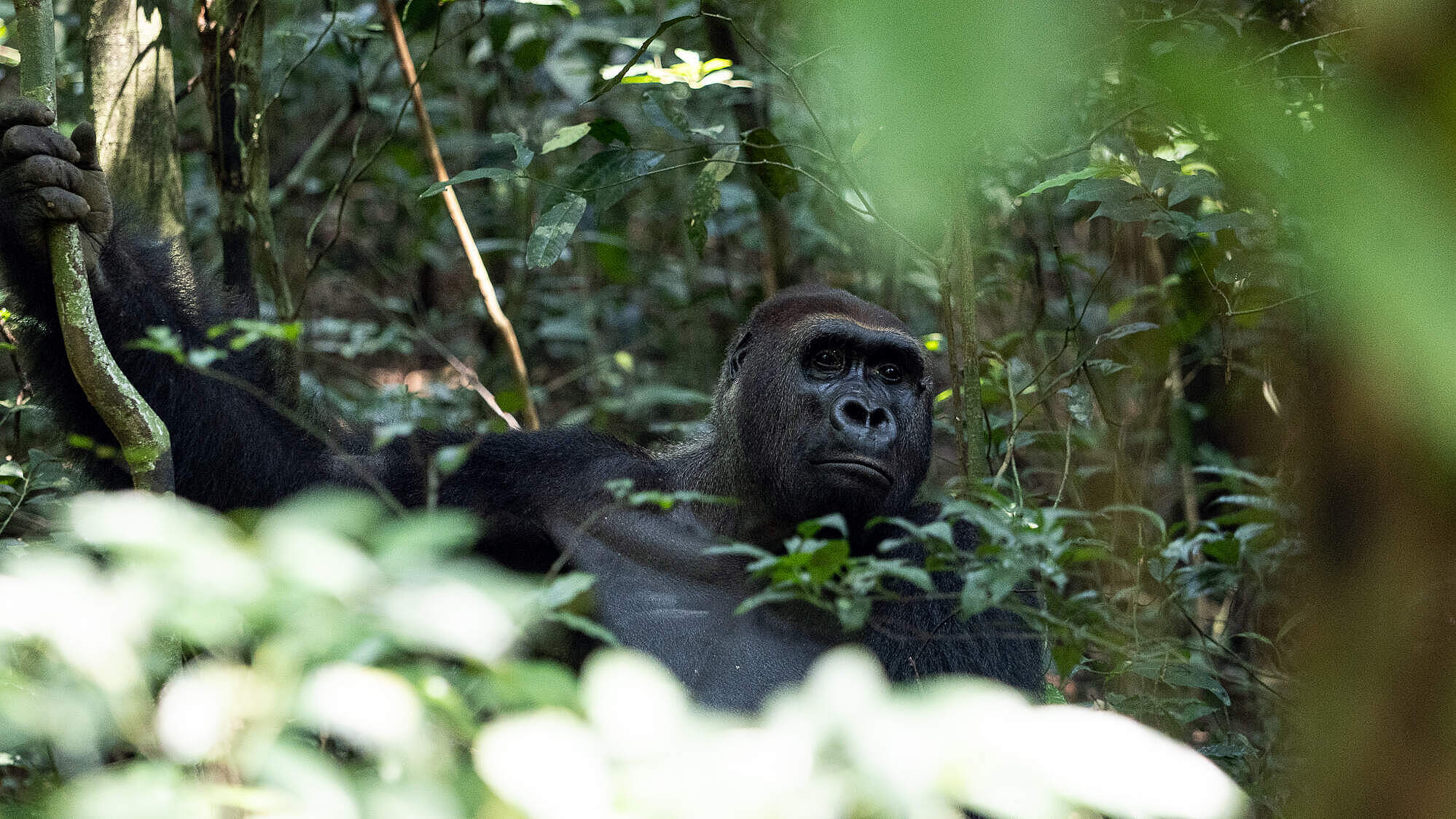 Limo in Dzanga-Sangha © Nuria Ortega / WWF