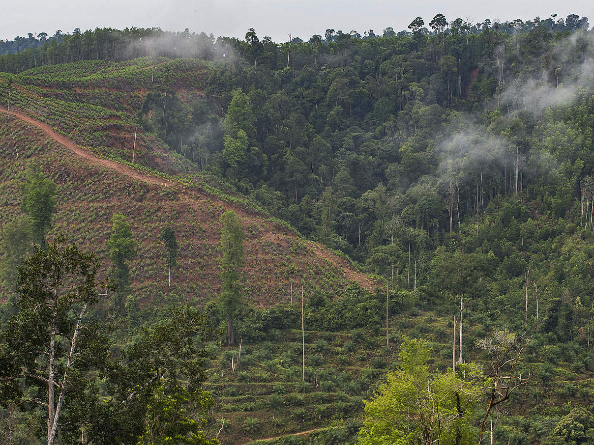 Abgeholzter Wald bei Rimbang Indonesien © Ola Jennersten / WWF-Schweden