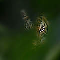 Bengal Tiger in Thailand © Ernie Janes / naturepl.com / WWF