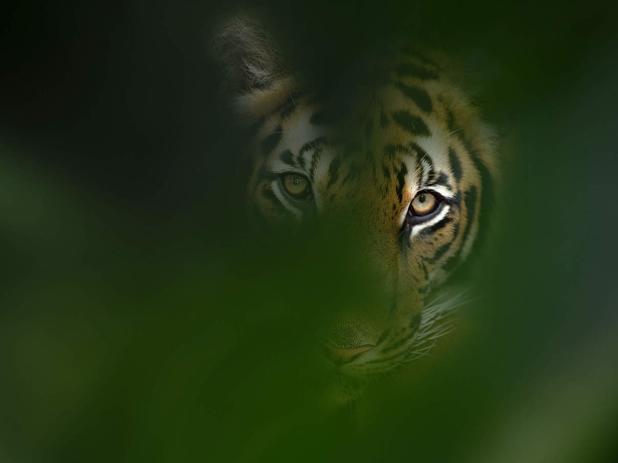 Bengal Tiger in Thailand © Ernie Janes / naturepl.com / WWF