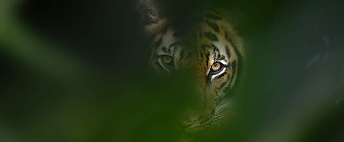 Bengal Tiger in Thailand © Ernie Janes / naturepl.com / WWF