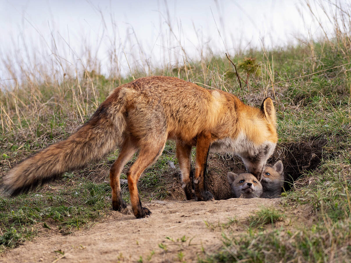 Fuchs vor seinem Bau mit Welpen
