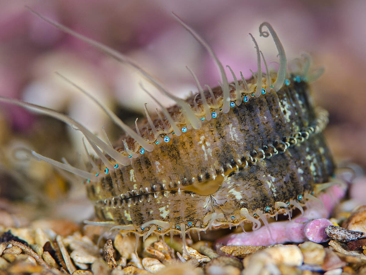 Kleine Pilgermuschel