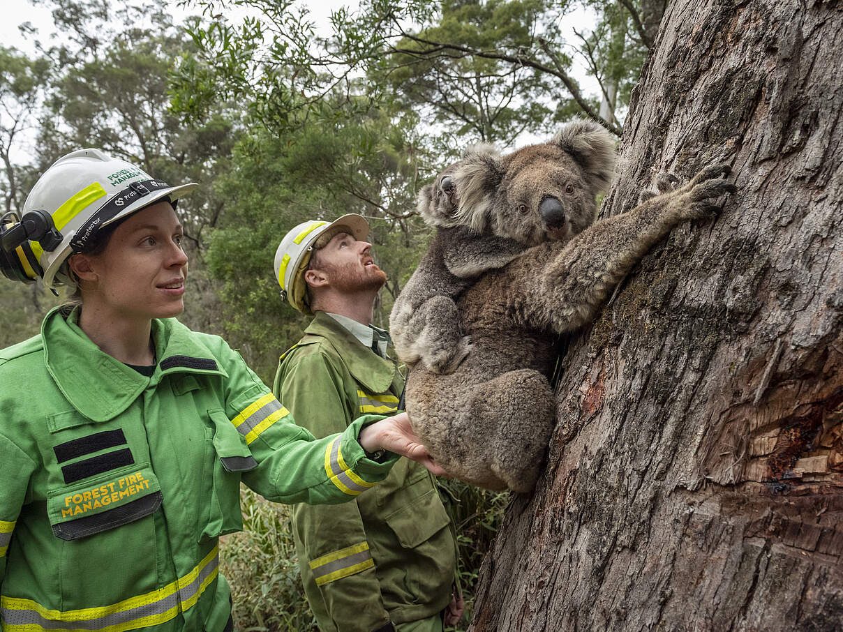Koalamutter und Jungtier werden zurück in die Wildnis ausgesetzt