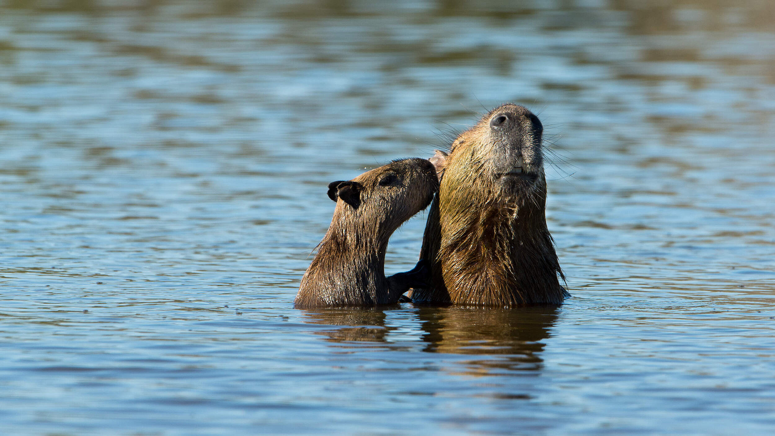 Capybara © Ralph Frank / WWF