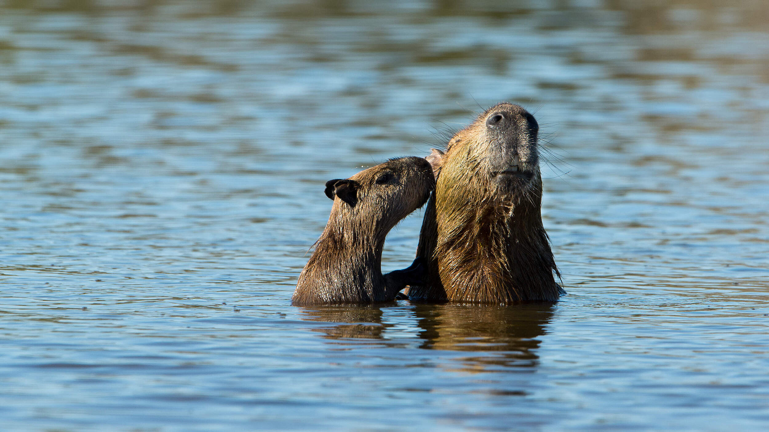 Capybara © Ralph Frank / WWF