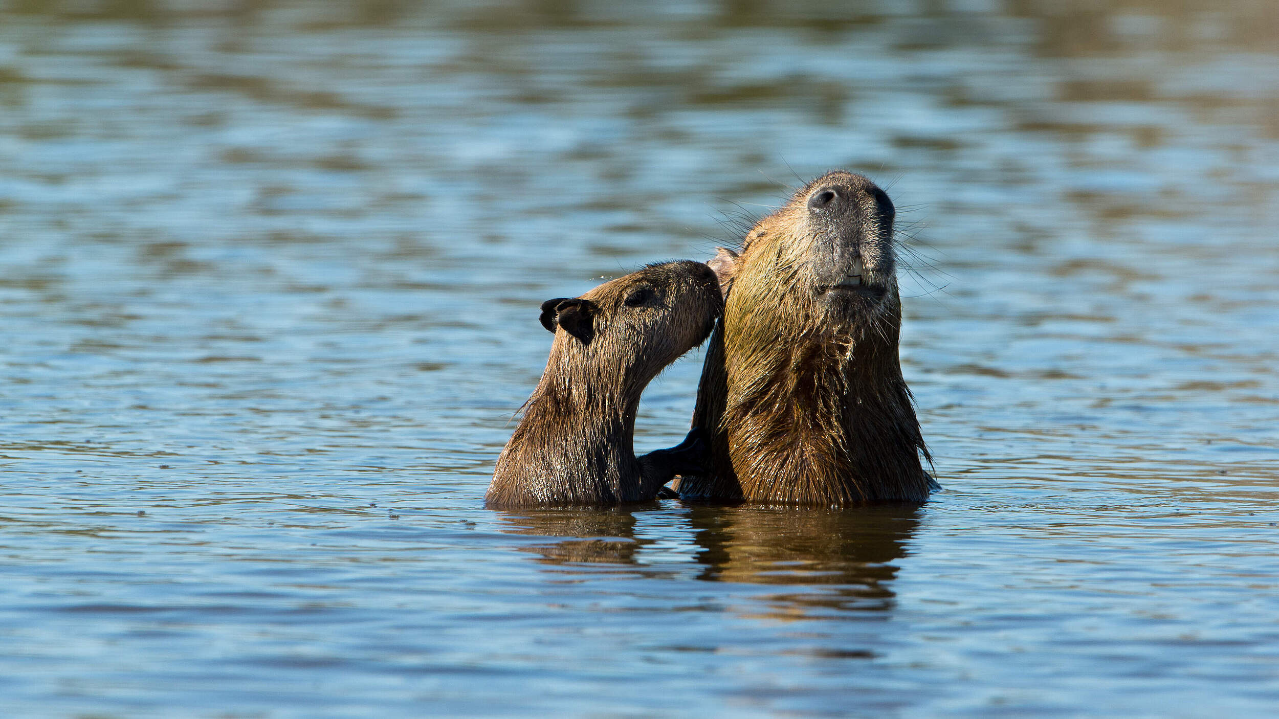 Capybara © Ralph Frank / WWF