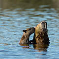Capybara © Ralph Frank / WWF