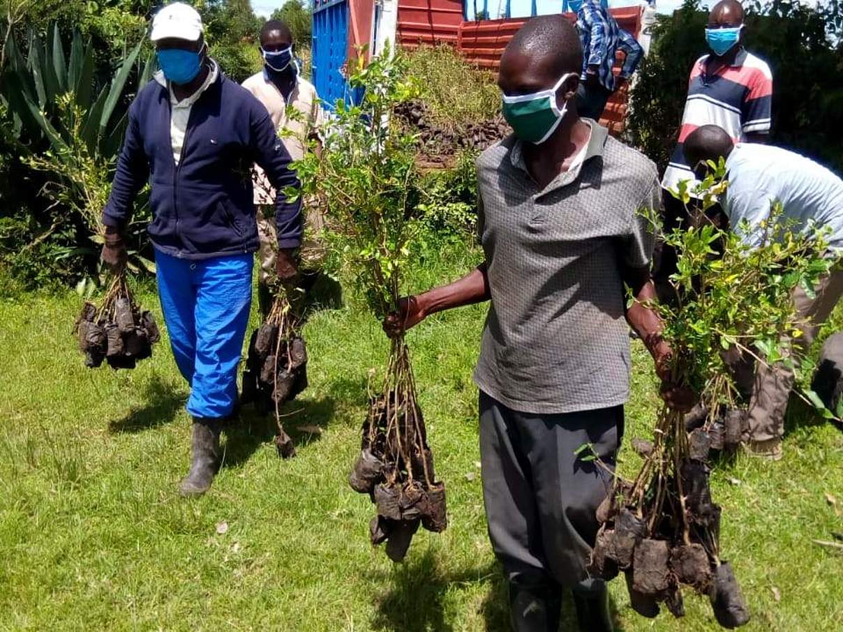 Vorbereitung auf eine Pflanzaktion für neue Wälder in Chepalungu. © WWF Kenia