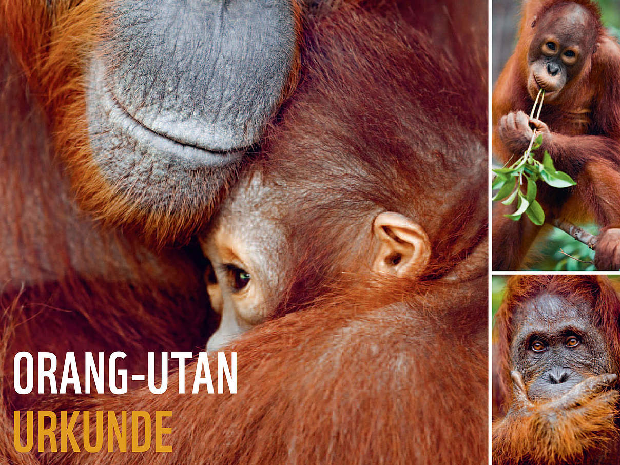 WWF-Urkunde Orang-Utan © WWF
