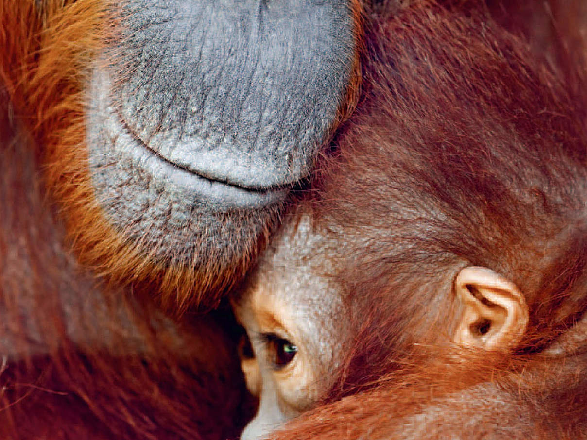 WWF-Urkunde Orang-Utan © WWF