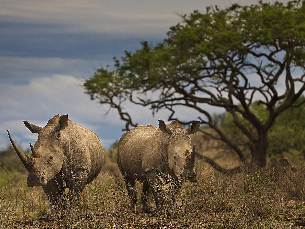 Afrikanische Nashörner © Brent Stirton / Getty Images / WWF-UK